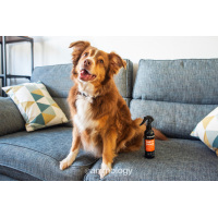 Animology No Rinse Shampoo 250 ml