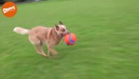 Chuckit! Kick Fetch Dog