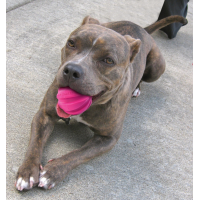 Dog Comets Halley Rosa