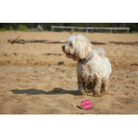 Dog Comets Neutron Star Tennisball Mit Quietscher M