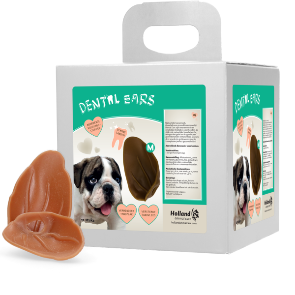 Dental Ears Medium