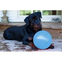 Jolly Bounce-n Play L (20 cm)