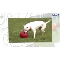 Jolly Push-n-Play XL (35 cm)