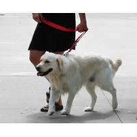 KONG Adjustable Leash Schwarz