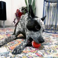 KONG Signature Balls 4-Pack