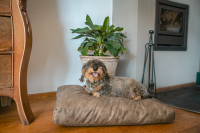 Lets Sleep Plush Pillow Hundebett