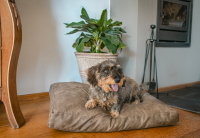 Lets Sleep Plush Pillow Hundebett