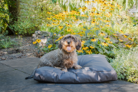 Lets Sleep Cushy Cloud Outdoor Hundebett Anthrazit