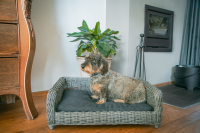 Lets Sleep Cozy Basket Weidenkorb Für Hunde Anthrazit