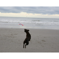 Chuckit! Flying Squirrel M