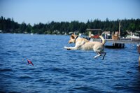 Chuckit! Flying Squirrel M