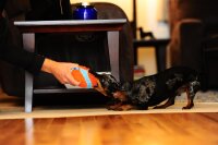 Chuckit! Indoor Ball