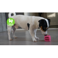 Dog Comets Pollux Orange