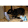 CoolPets Cooling Ice Penguin