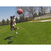 Jolly Tug-n-Toss Rot XL (25 cm)