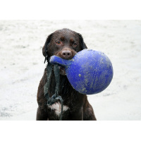 Jolly Tug-n-Toss Rot XL (25 cm)