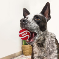 KONG Signature Balls 3-Pack L