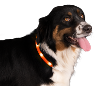 Nightwalk Safety Collar Orange
