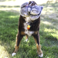 KONG Toughz Kaninchen