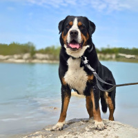 Nylon Halsband-Leine-Set Anthracite ultraleicht