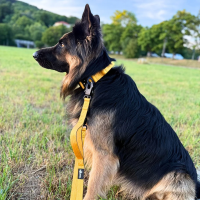 Nylon Halsband-Leine-Set Sunset Yellow ultraleicht