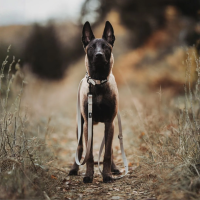 Führleine WOOFLEX® Classic verstellbar Desert Sand