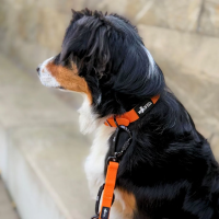 Führleine WOOFLEX® Pro verstellbar Sunset Orange