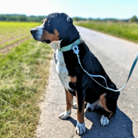 Biothane Tactical Führleine verstellbar mit...