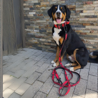 Nylon Führleine Pro Red Camo