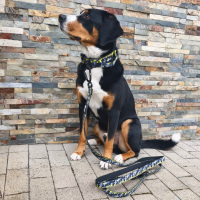 Nylon Führleine Pro Yellow Camo