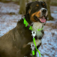 taktische Nylon Führleine Apple Green