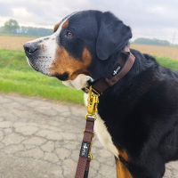 taktische Nylon Führleine Dark Brown