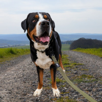 taktische Nylon Führleine Military Olive