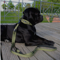 taktische Nylon Führleine Military Olive