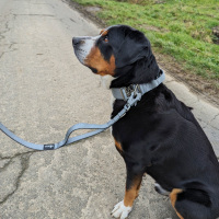 taktische Nylon Führleine Silver Grey