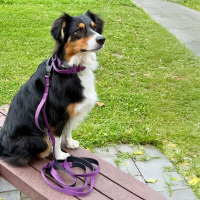 taktische Nylon Führleine Velvet Purple