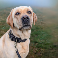 Nylon Classic Führleine Black Camo