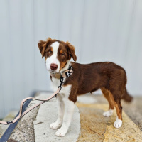 Nylon Classic Führleine Desert Tan