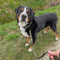 Nylon Classic Führleine Military Olive