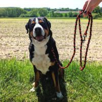 Paracord Führleine verstellbar