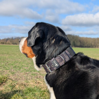Nylon Classic Halsband Black Camo