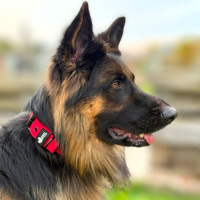 Nylon Classic Halsband Rosso Red