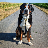 Biothane Tactical Kurzführer