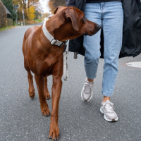 Halsband WOOFLEX® Tactical verstellbar Desert Sand