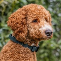 Halsband WOOFLEX® Tactical verstellbar Hunting Green