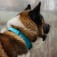 taktisches Nylon Halsband Arctic Sky - ultraleicht