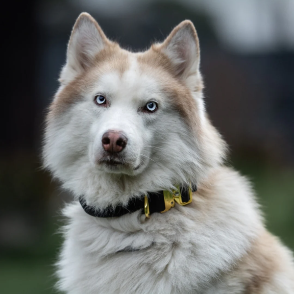 taktisches Nylon Halsband Black Gold