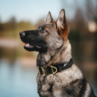 taktisches Nylon Halsband Black Gold