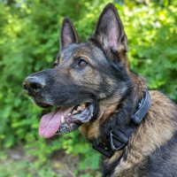 taktisches Nylon Halsband Camo