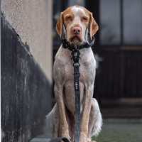 taktisches Nylon Halsband Camo